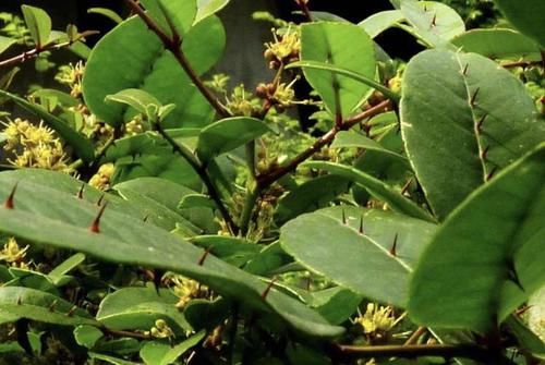  「盆栽」叶片有刺的“野草”，被称为“两面针”，植株顽强，能挖来当盆栽