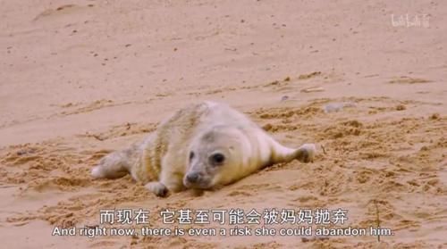 「小豹猫」啊啊啊不行了我被这部「猛男必看」萌化了