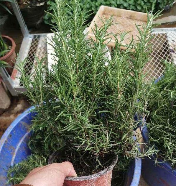  [养花]春天养花当选它们，夏季可用作驱蚊，让家里的蚊蝇''消失''