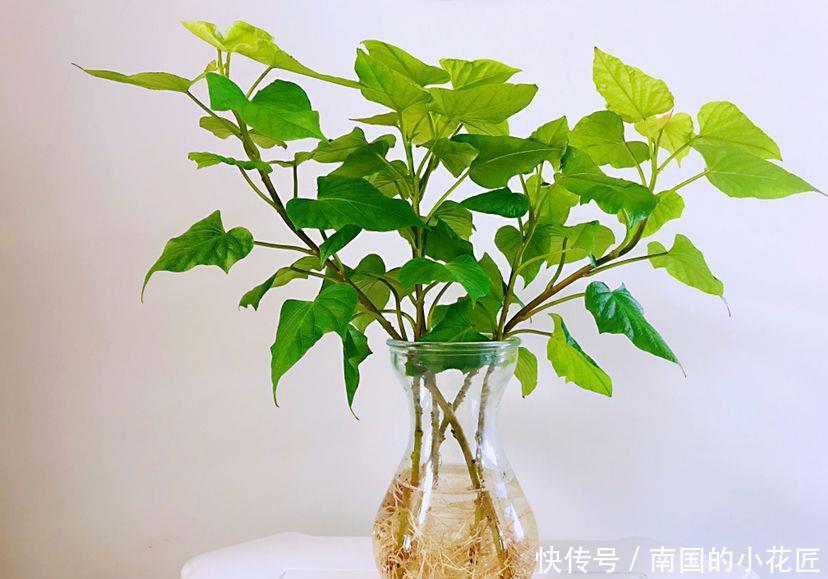 『来得及』水培花卉总烂根,原来是没注意这3点,现在改还来得及