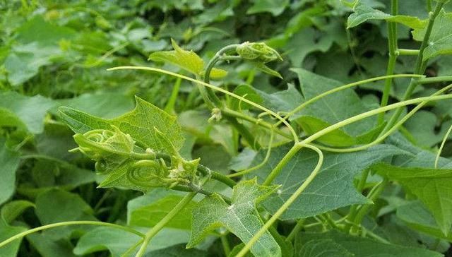  #谨记#请谨记它的“瓜苗”，家乡若有种植，别不当回事，因为太