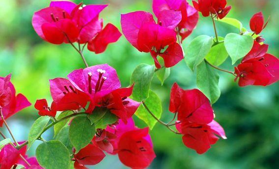 #家里#家里养这“5款花”,开花一茬茬停不下,花朵美丽鲜艳,娇艳欲滴