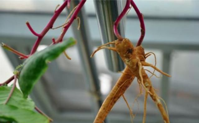  [花钱]被农民忽视多年的“山萝卜”，原来是治脚气的好药，不花