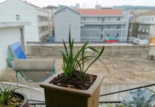  『把握』新手养兰花，把握几个关键点，兰花不黄叶烂根易出水晶头