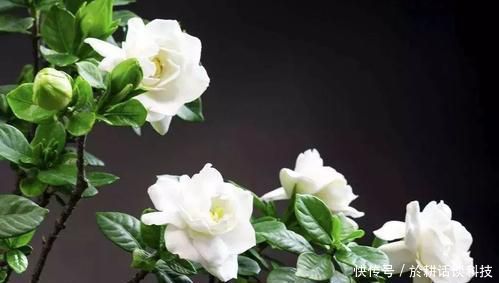  【栀子花】想让栀子花长得旺？做好两件事，顺利开出大白花，人人看了都羡慕
