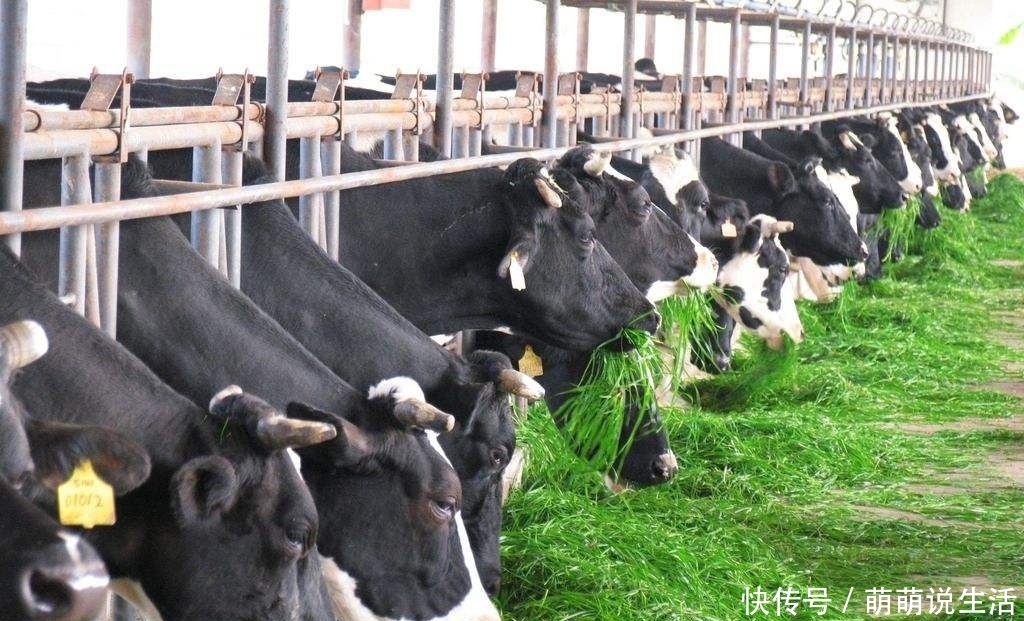  自媒体：未来在农村做这两个项目的人，虽然不会“暴富”，但是