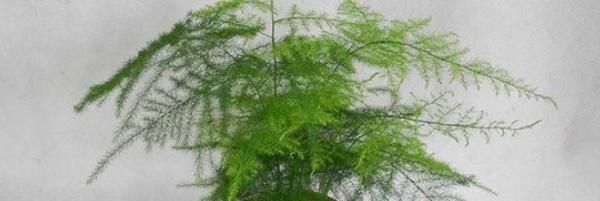  『黄叶』文竹根茎发黄的解决办法