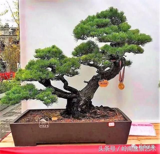 松树盆景，怎样才能算上品？