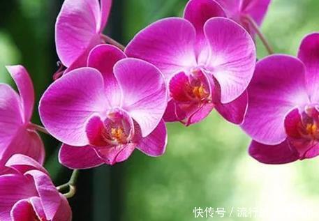  「技巧」家养蝴蝶兰总是养不好？学会这三个小技巧，轻松花开爆满盆