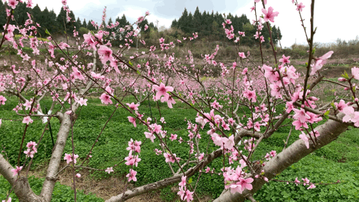  #旅游度假区#春游到南充，安逸得ban