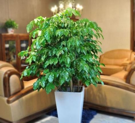 「富贵」这4款花寓意真不错!人称“招财花”,繁盛幽香,家里越养越富贵
