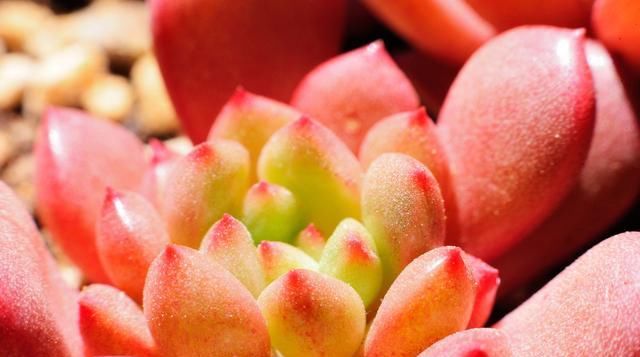  [青蓝紫]多肉植物中的“红橙黄绿青蓝紫”，各养一盆，彩虹到家