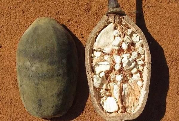 世界上“最大”的树，已经存在了6000多年，里面竟开了一个酒吧！