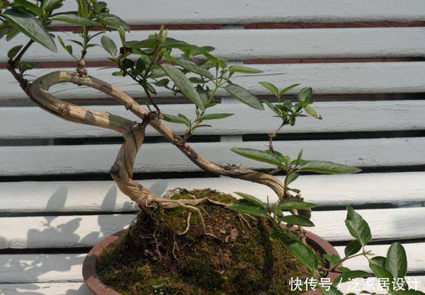 『漂亮』如何养护盆景,学会这“3招”,长势茂盛,姿态优美,越长越漂亮