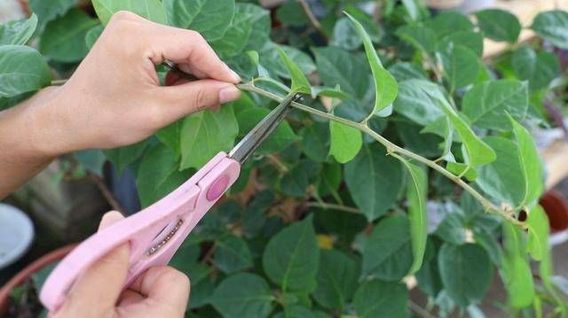  『小花』学会一个方法三角梅不用买，一根枝条就能扦插，容易爆盆花量大