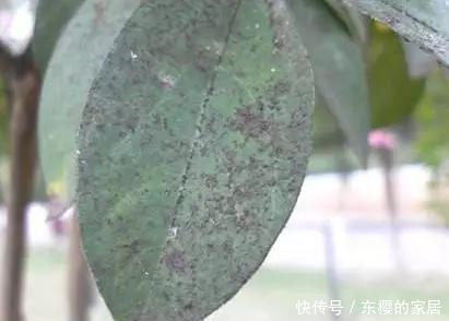 #百菌清#养花技巧:你养的花生了什么病?看这5点就知道!