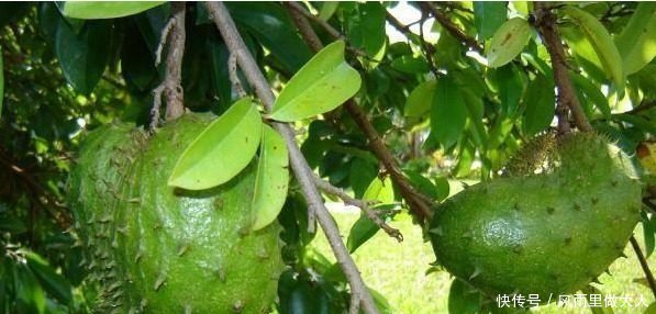 农民种植一种奇丑无比的水果，一个2斤重，20元一斤却贵过榴莲