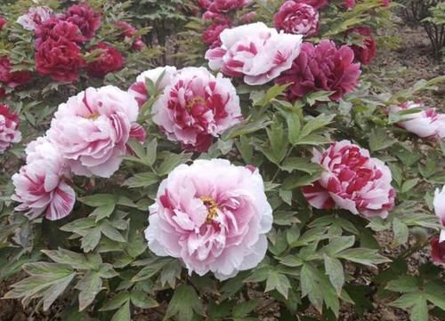  「此种」此种花，栽培历史已有“1500年”，有“国色天香”之称，花朵艳丽