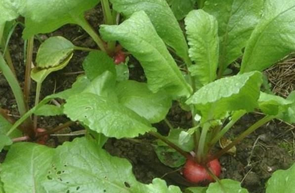  『种子』别人养花我种菜,4种菜种阳台,随吃随摘,绿色方便又漂亮!