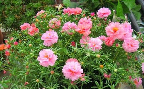  『长寿花』4种花，喜欢“被掐头”，越掐长势越猛，不掐容易长成丑八怪