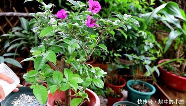 预防|新买的三角梅,三五天就晒死?做好3点,预防商家有“猫腻”
