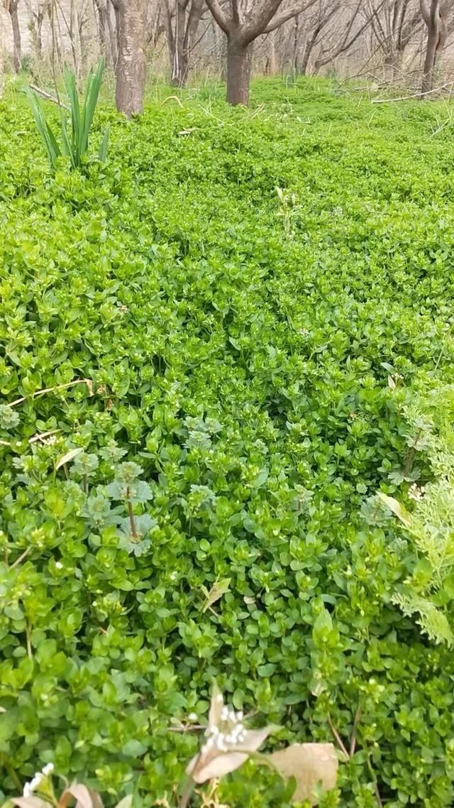 桃花开了,春天真的来了【推荐】