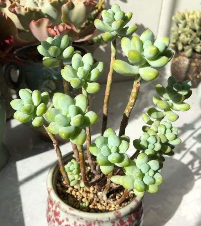 『观赏价值』最值得入手的多肉植物,十块钱能买好几棵,“仙气”十足好养活!
