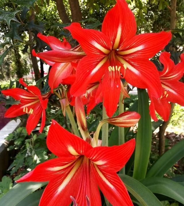  『记住』养好朱顶红，这些要点要记住，开花多又漂亮