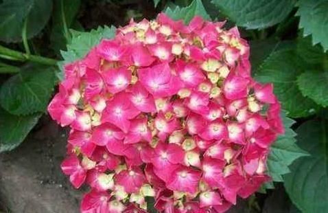  『大片』室内“3种花”最见不得光，一放角落，叶绿、花苞钻，花开一大片