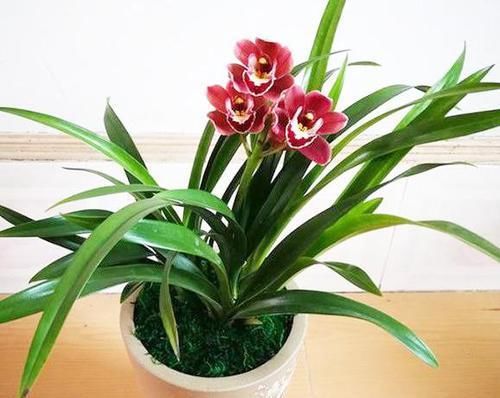  【芳香】性价比很高的兰花，花色鲜艳，芳香扑鼻，出架漂亮，几块钱一盆