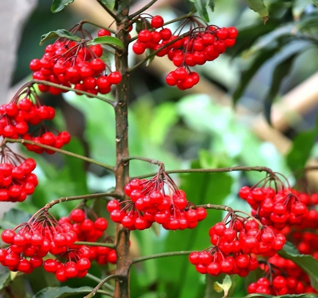 【富贵】养花就养3种花,开花好运来,富贵当头一年好运,一养就喜欢