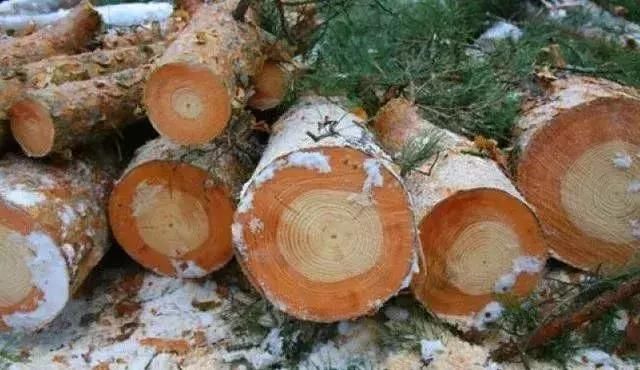 25张令人大开眼界的照片，居然一张都没有PS过！