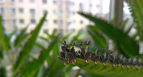  不死鸟■落地生根，咋养也不死的“多肉植物”，一棵小苗，一年霸满阳台