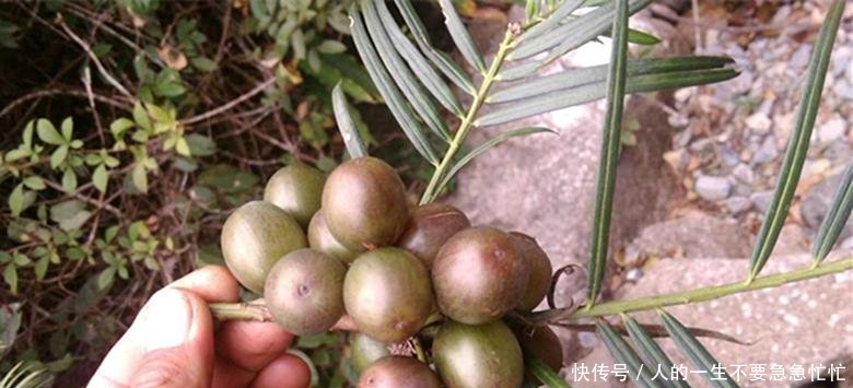 农民深山寻获六件“奇特宝贝”, 看看你能认识几种