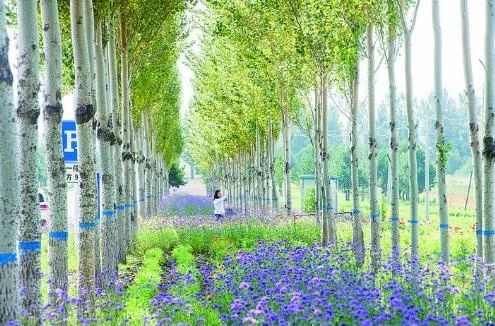 长春新晋网红打卡地！一大片免费的花海美到霸屏，错过又要等一年