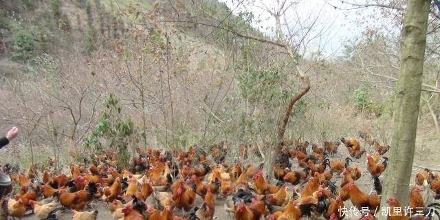  天然的有机|农户都会用的有机肥，如今却被禁用，鸡粪不腐熟的影响你都知道吗