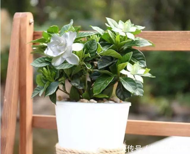  还要■比香水还要香的9种花, 养在阳台上, 满屋子都飘香！