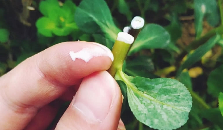 这草的根茎掰断有“牛奶”农村娃把它当玩物，药农却直言太浪费