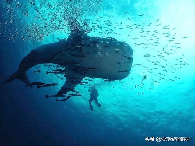 名副其实超值海岛!20元吃大虾,人均200住酒店,顺便考下潜水证