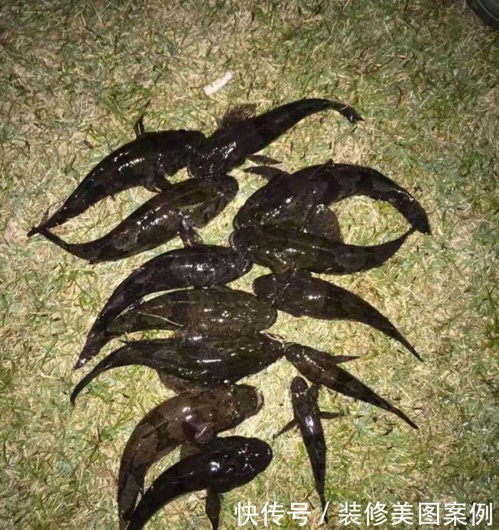  人工湖|消失的西湖名鱼, 再现公园人工湖, 被当成清道夫捞起丢弃