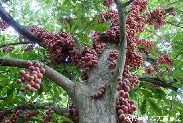 采摘■难怪山竹价钱那么贵，原来是种植采摘都比较麻烦，长见识