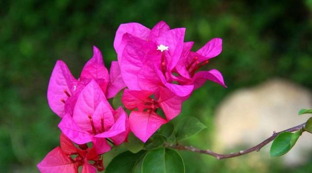  「养花」养花就养这几款,花期长开花艳丽,开花一茬接一茬,花苞开满阳台