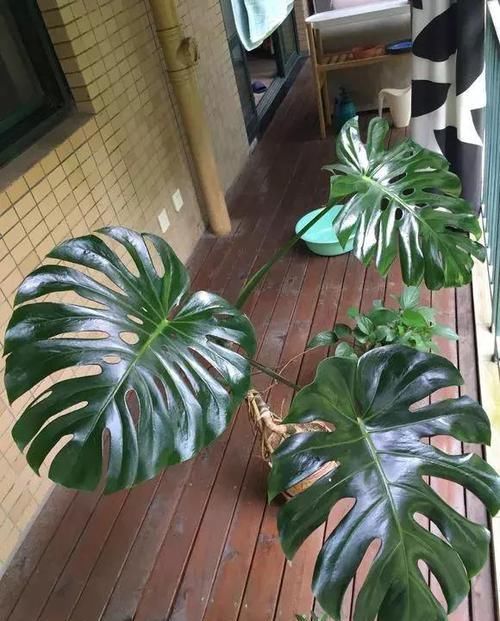  「最适合」盆栽浇水就死，试试这些“喜水”植物，再也不用担心浇花浇死了