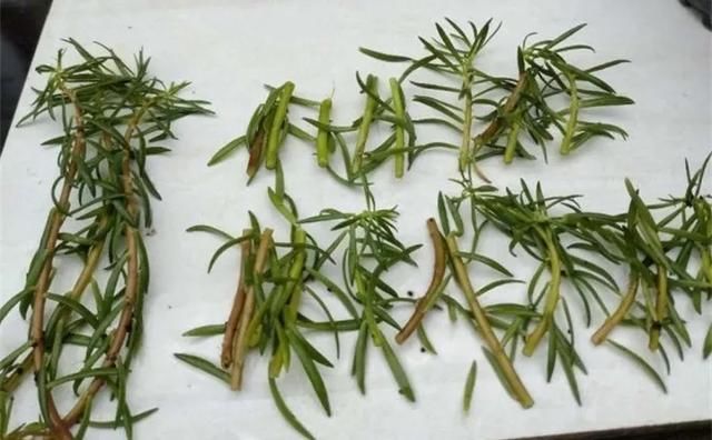  [剪下来]扦插最好活的花，枝条沾土就生根，不出俩月准爆盆