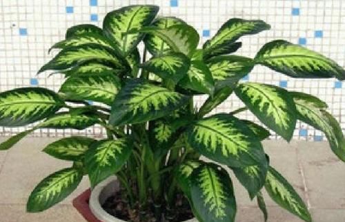  【家里】3种“长寿寓意”花，家里养1、2盆，吉祥，一家老小都健康！