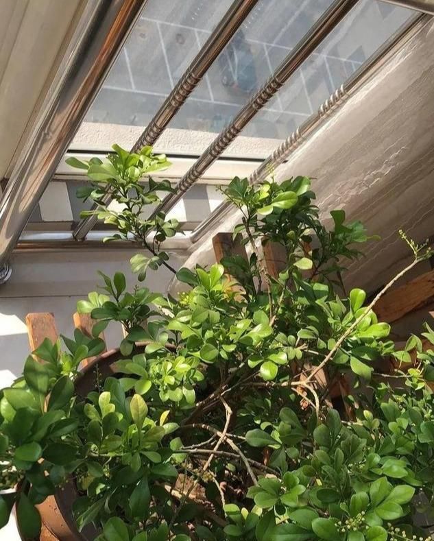  接受：这3个位置别摆花，不然小心干枯黄叶，不开花！