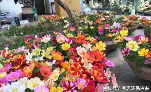 #品种#太阳花竟也有这么多品种,开成花海,也能成为惊世美景