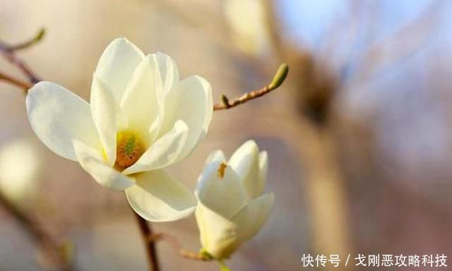  『春天』院子里种一棵玉兰花，简单几步就成活，年年春天都赏花