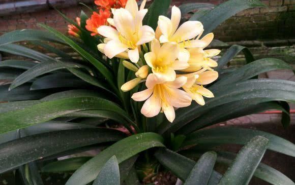  「花开」给花浇水来点它，土壤肥沃不板结，花开的多又大！