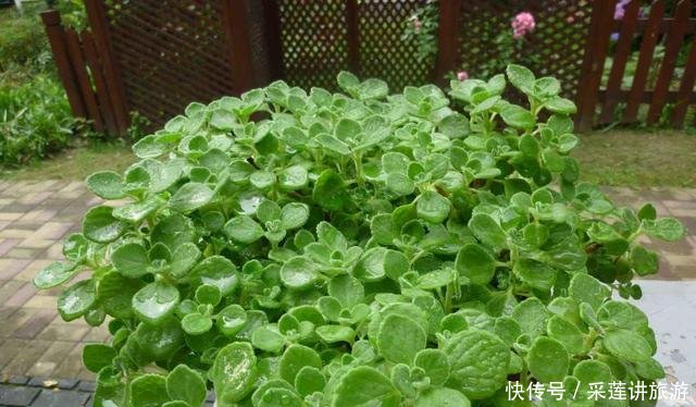  『明明』明明不是苹果，碰碰叶子却有苹果香，放在身上能当香水！